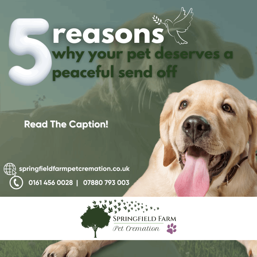 infographic-design-stockport